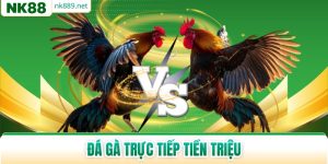 Đá Gà Trực Tiếp Tiền Triệu - Những Cuộc Chiến Đỉnh Cao